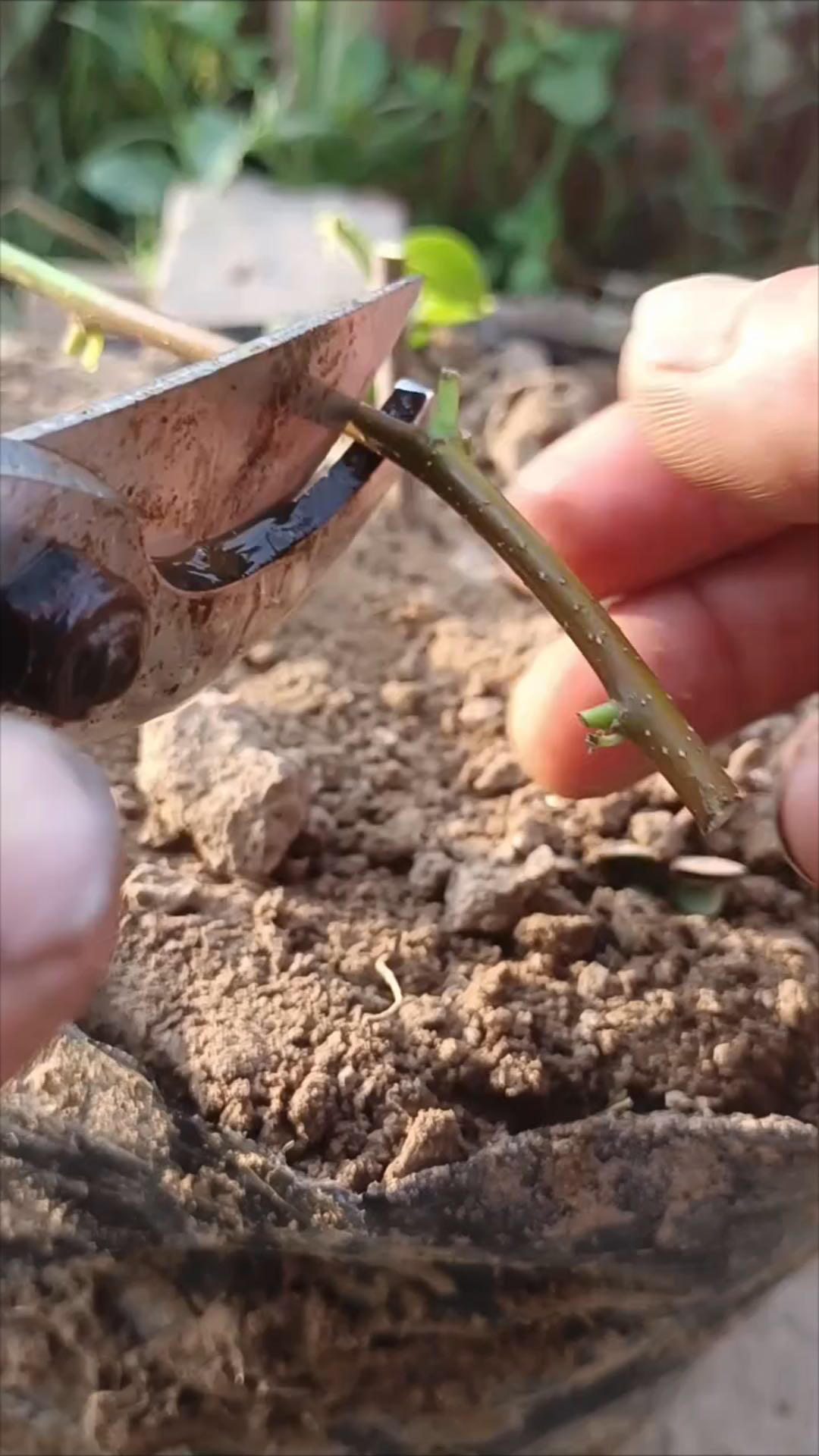 枣树嫁接的时间为春季和秋季