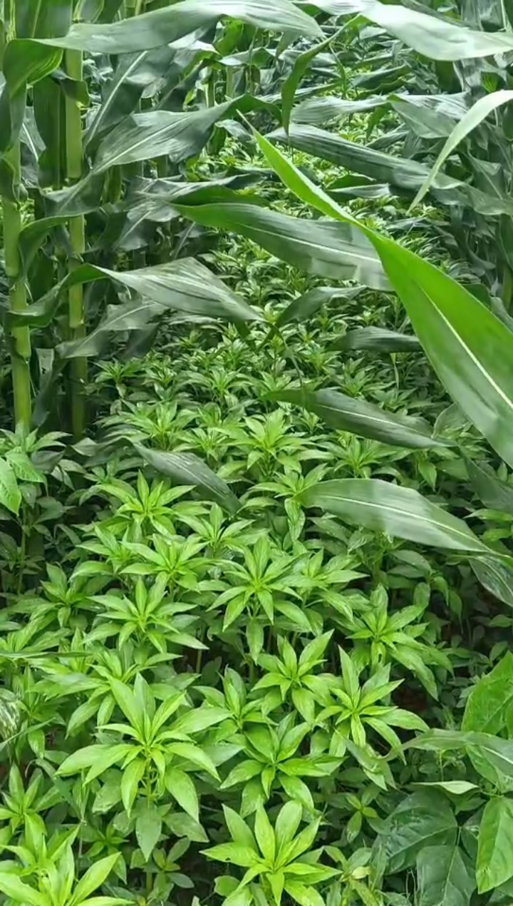 玉米套种急性子,不错哦