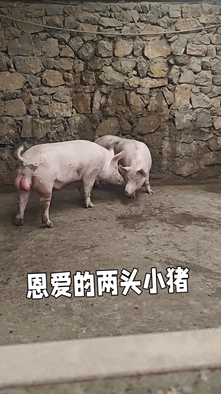 两头小猪真是相亲相爱啊,每天都黏在一起!