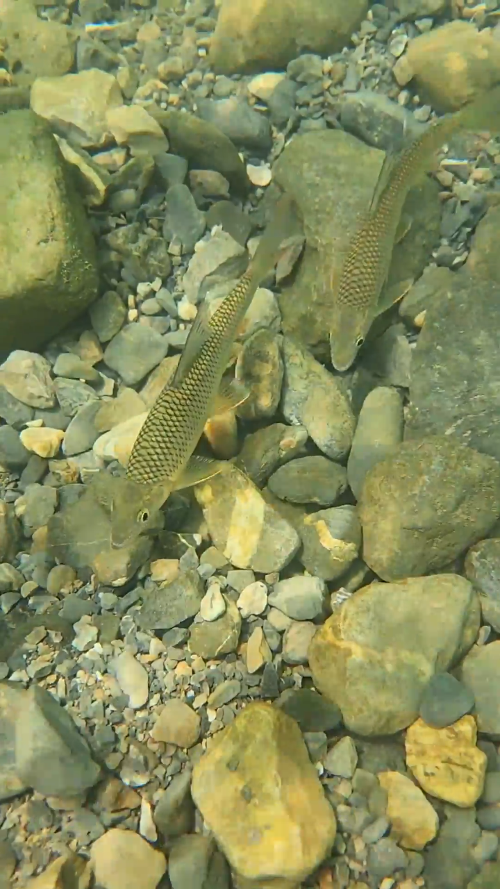 潭中鱼可百许头,皆若空游无所依.影布石上,往来翕忽