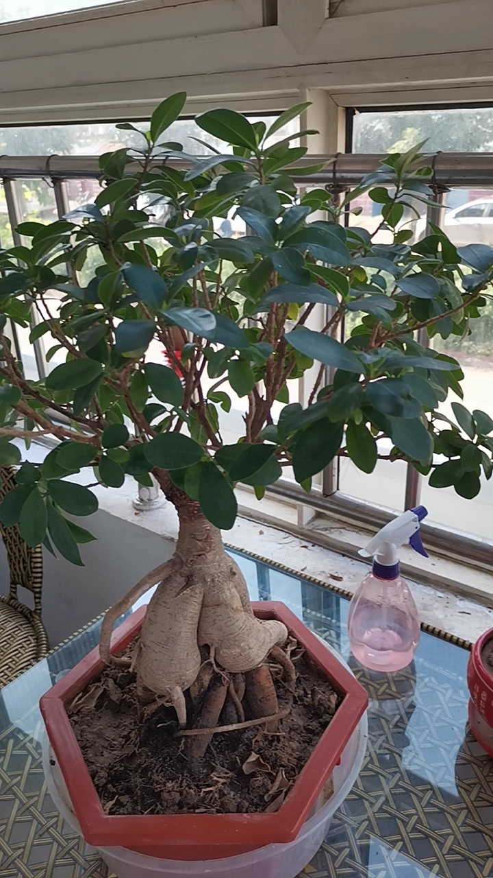 我家种的龙树昂首挺胸