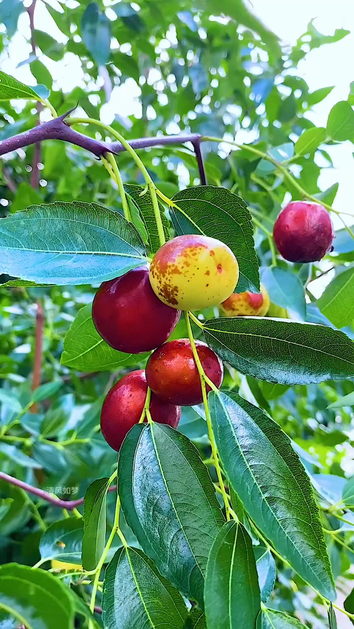 新鲜好甜的大红枣
