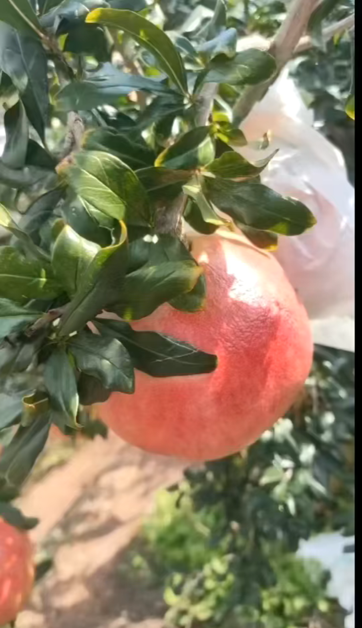 四川攀枝花软籽石榴