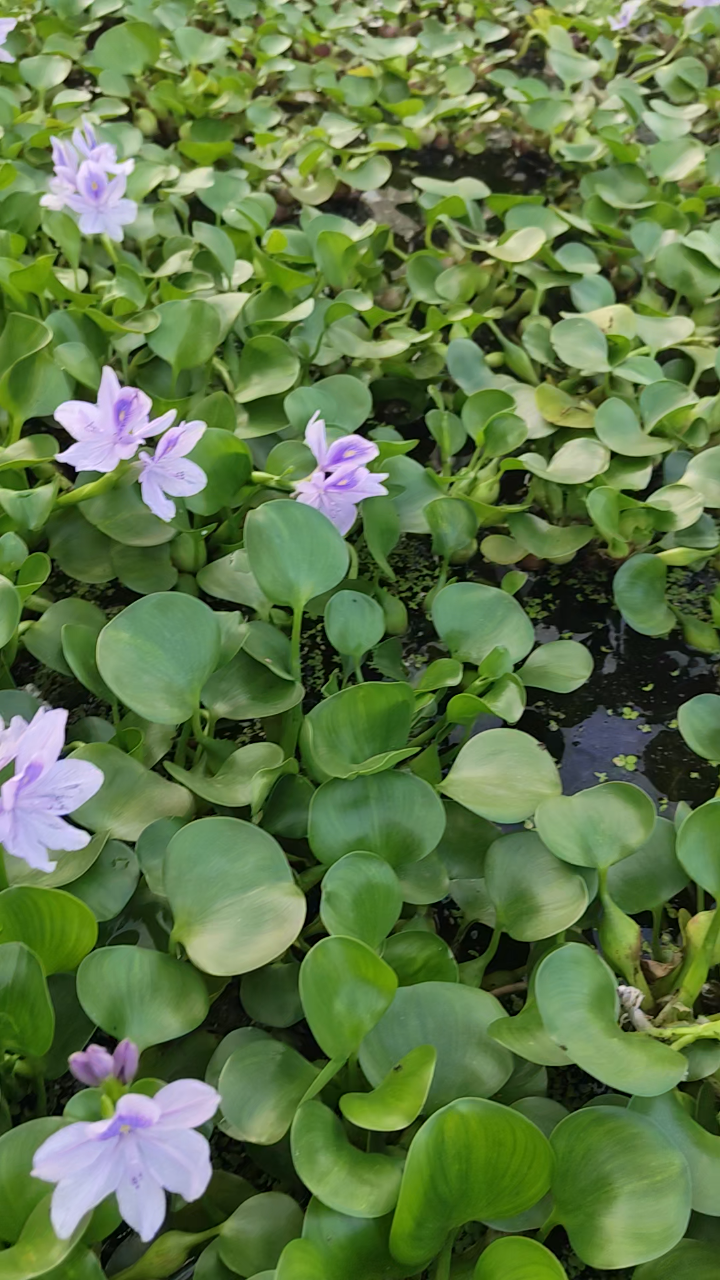 夏季的水葫芦真漂亮