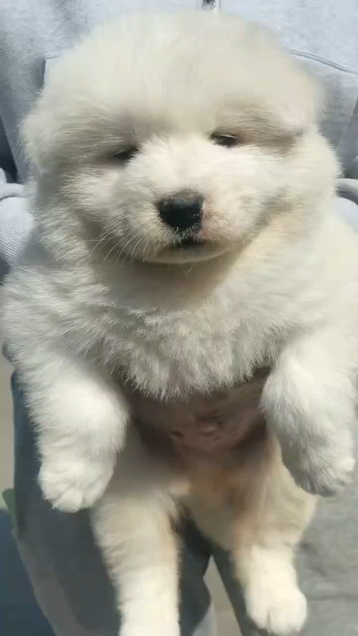 大白熊,很是可爱