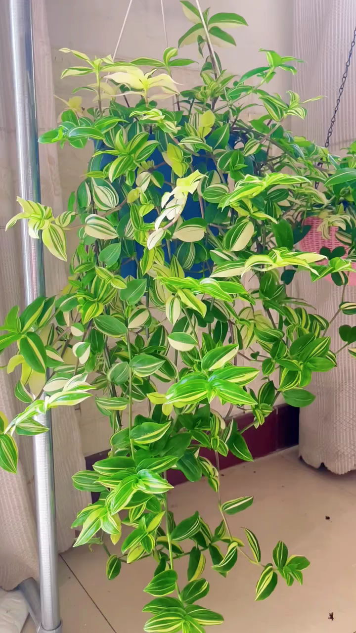 青白玉吊兰的叶子是白色和绿色,青白玉兰是多年生草本常绿植物