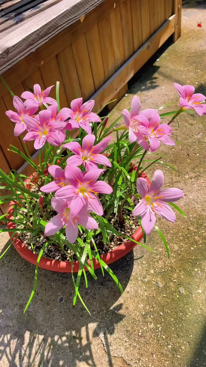 风雨兰又叫做风雨花,韭莲,一种多年生草本植物