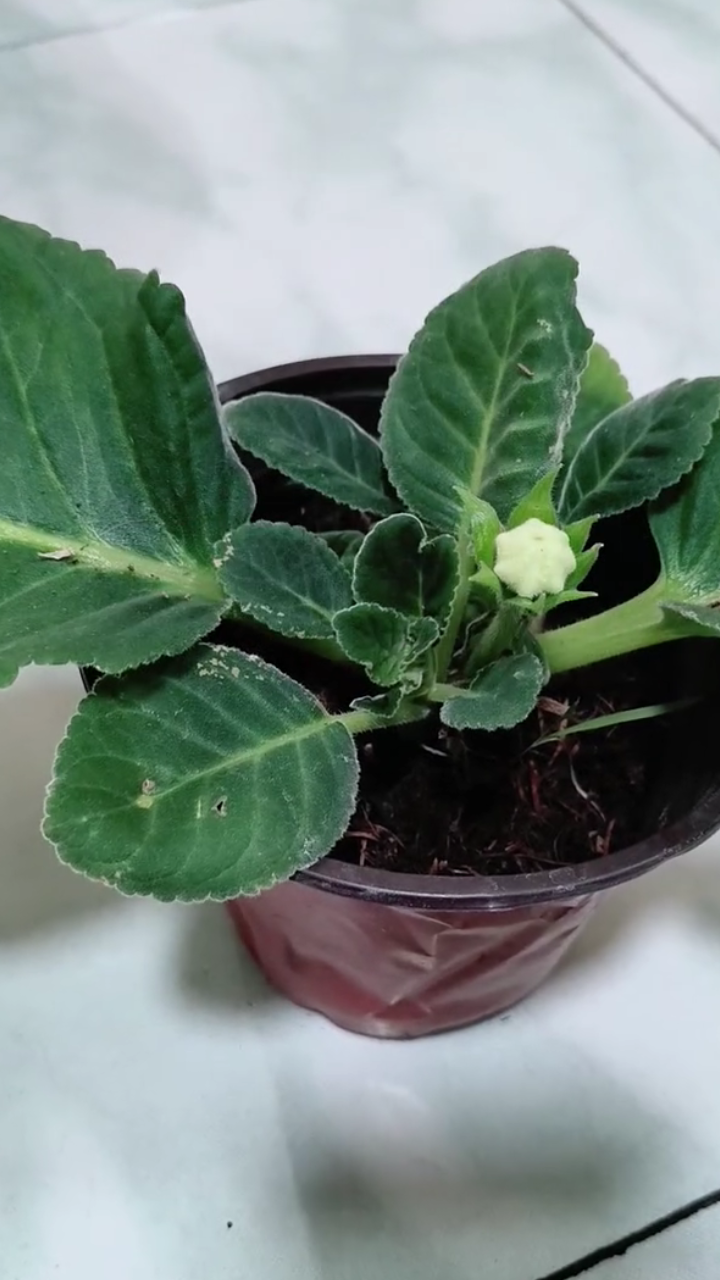 芙蓉花属于小型球根类草本花卉,地下部分有扁球形状的根块