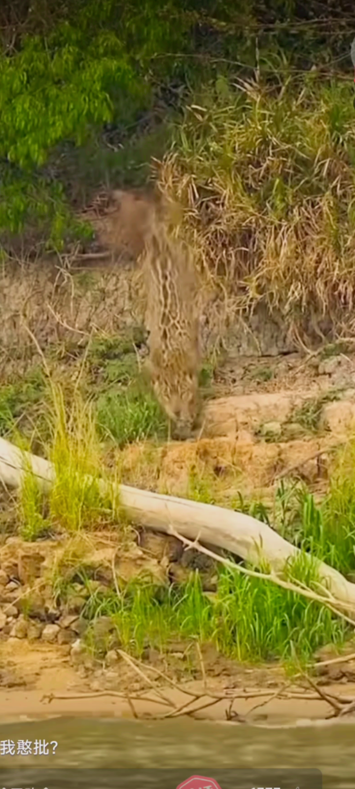 豹子瞬间捕食鳄鱼