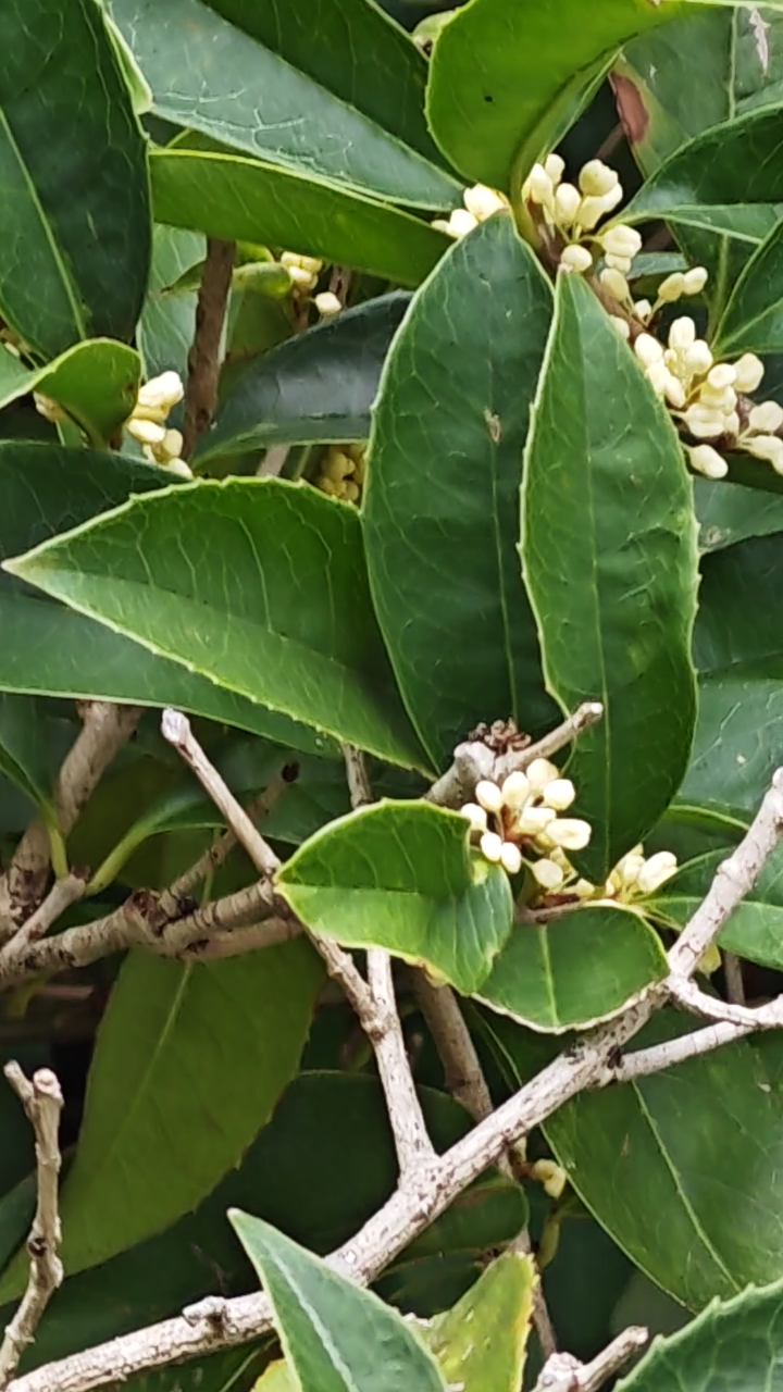 秋天的桂花含苞待放