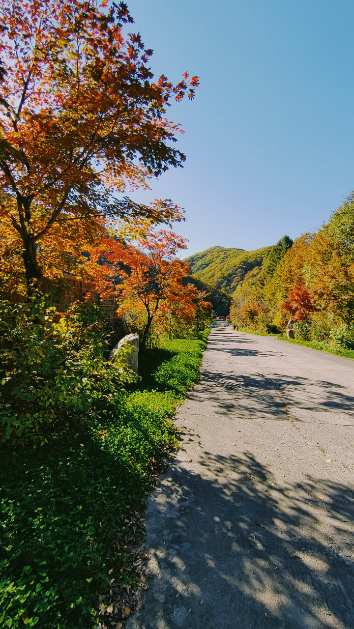 秋天枫叶红,美丽乡村行