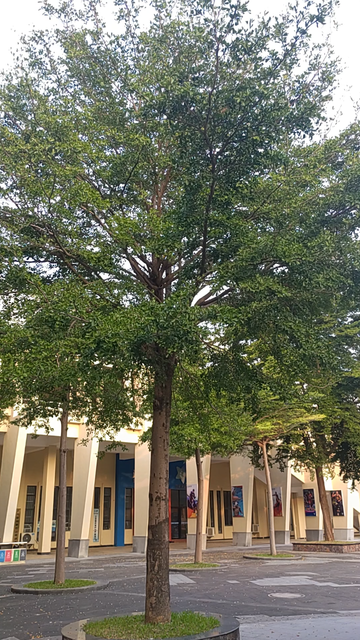 海南热带植物棕榈树