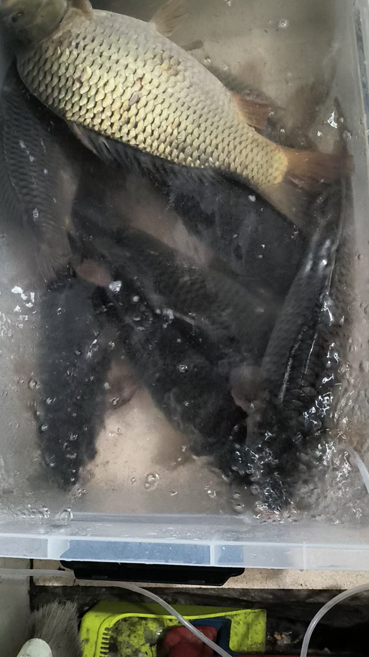 黑龙江的大鲤子鱼