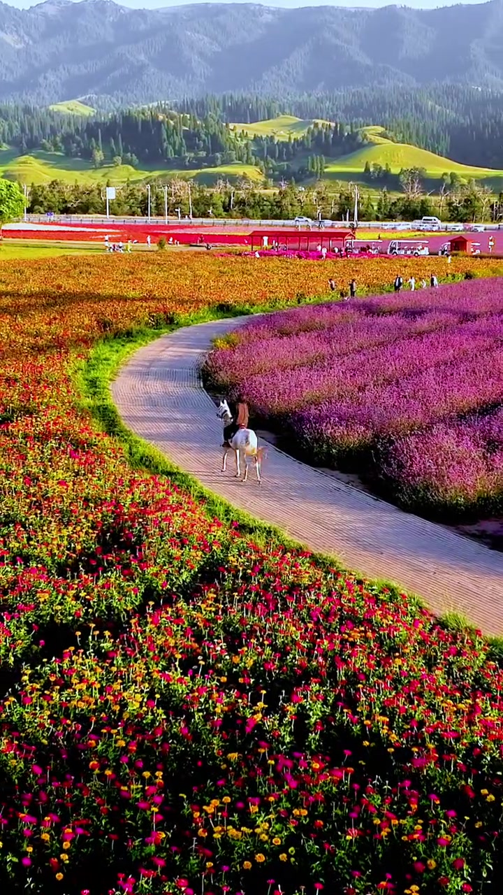 那拉提花海图片大全图片