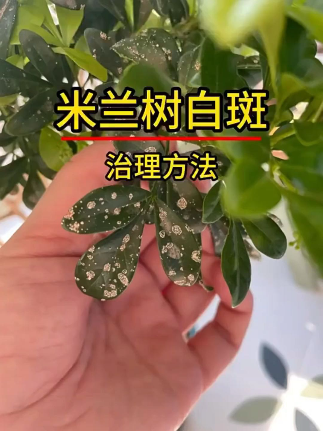 米兰花常见病图片