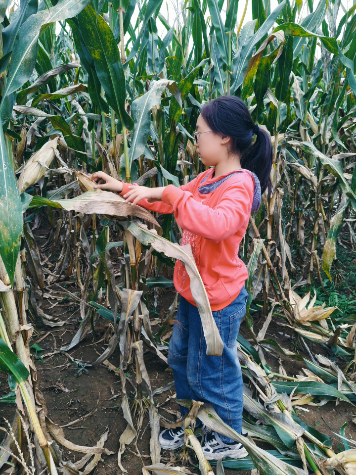 女儿在玉米地里掰玉米