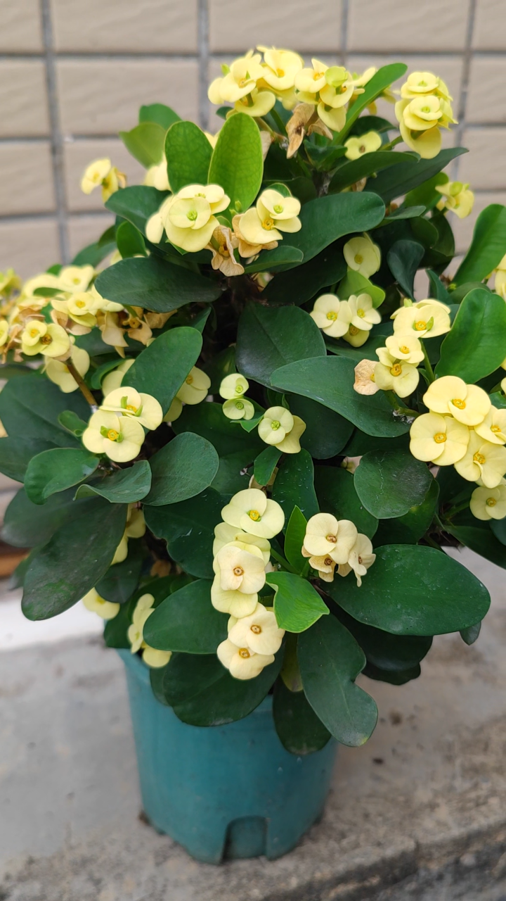 虎刺梅一年四季都开花,还很漂亮