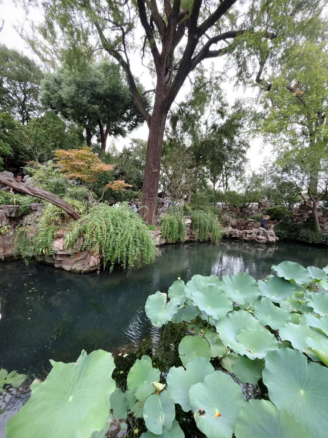 院内荷花池造型图片