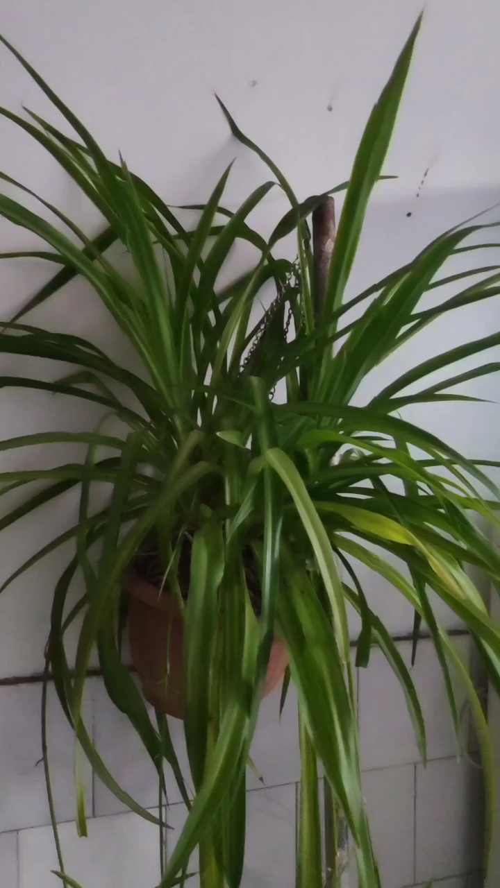 翠绿旺盛的吊篮花