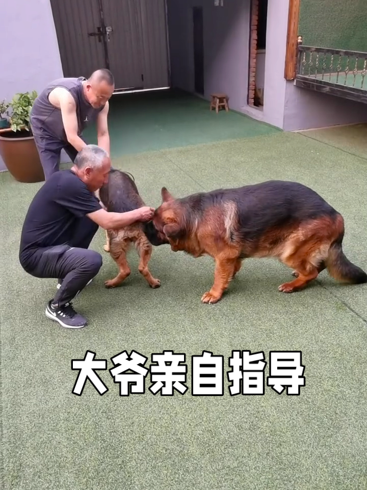 狗子配种现场,大爷亲自指导传授经验!