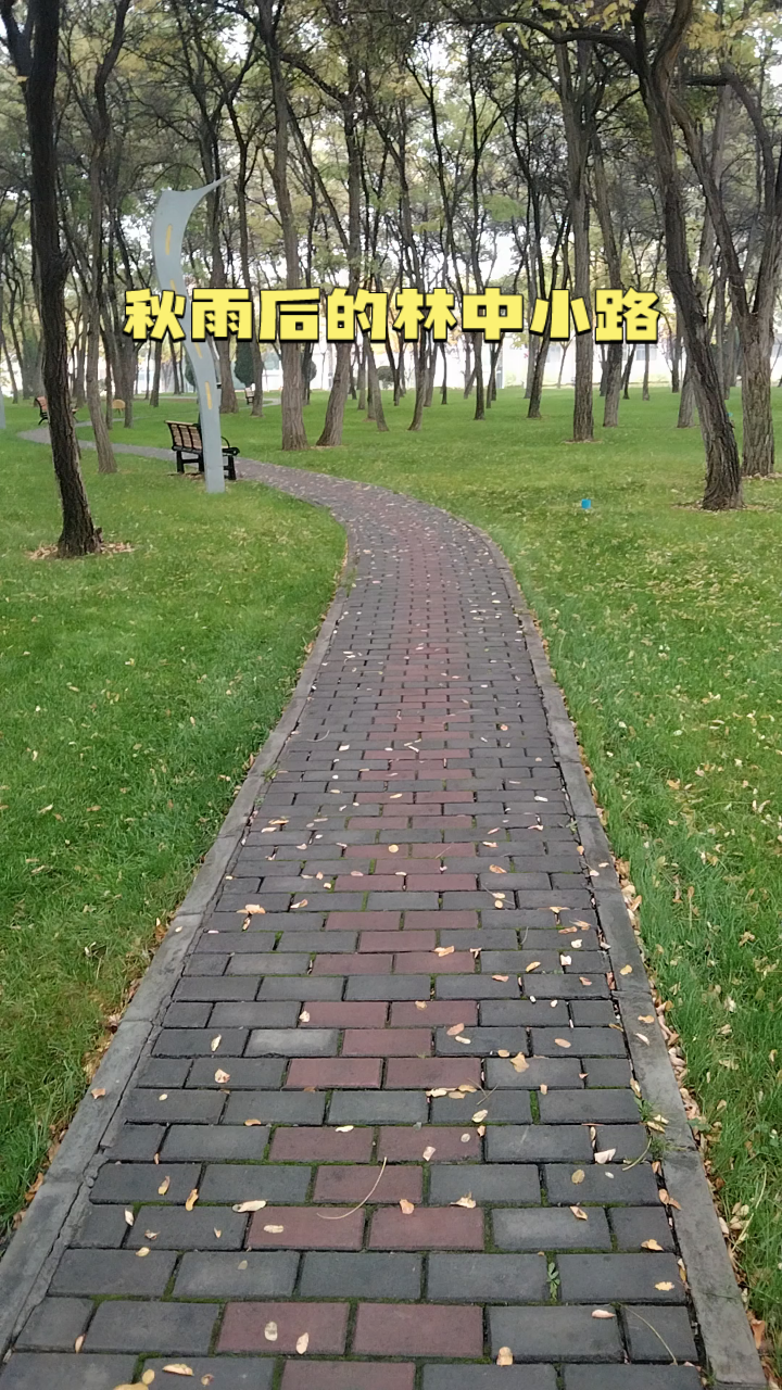 秋雨后的林中小路