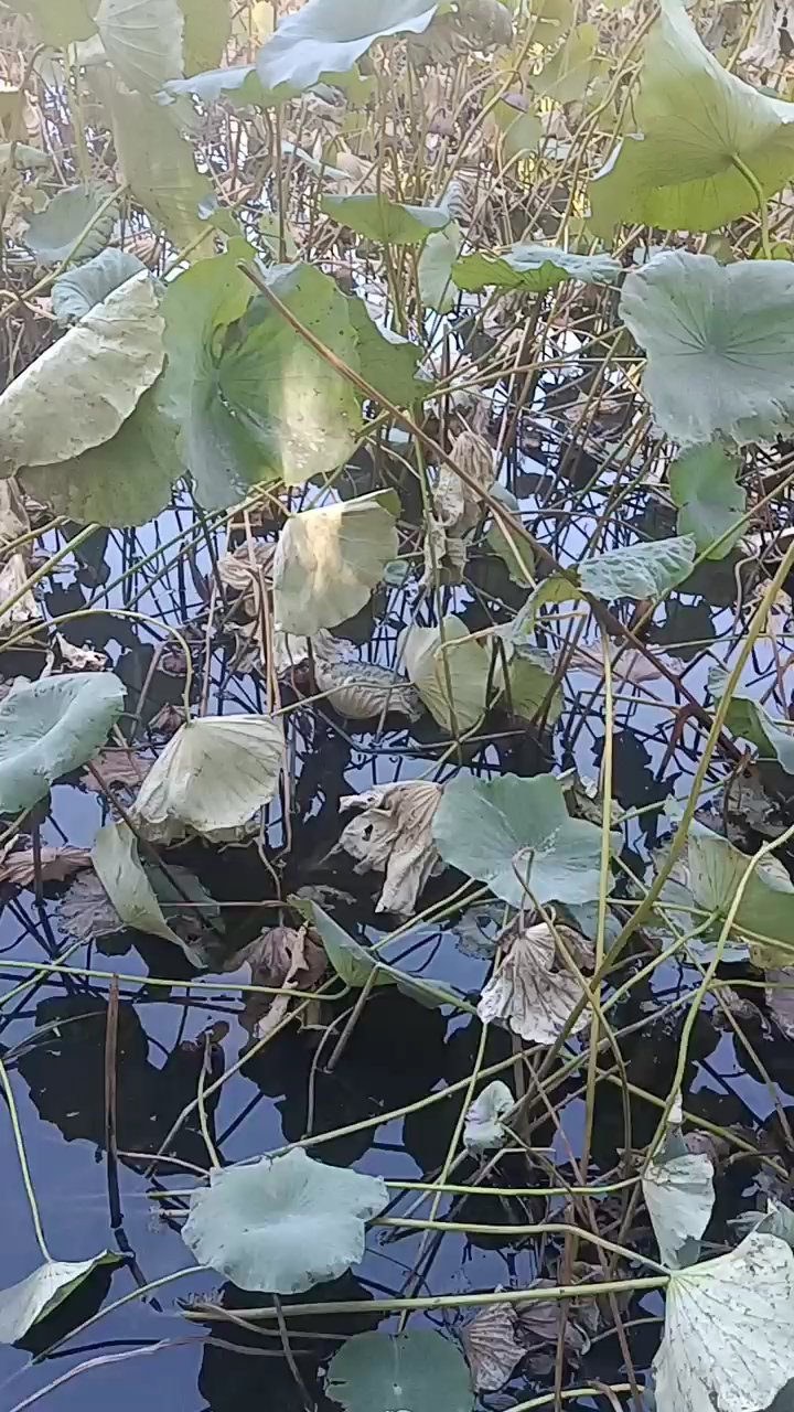 残荷叶的景色别具一格