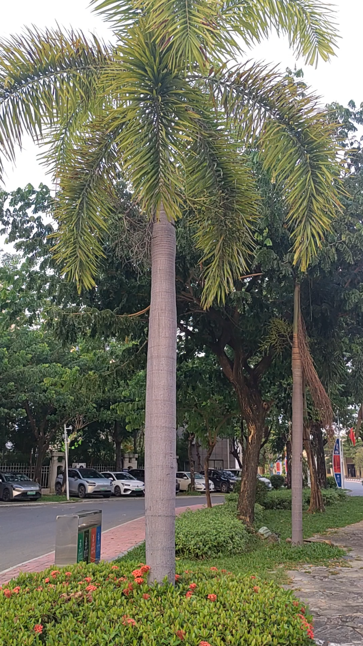 海南热带植物椰子树