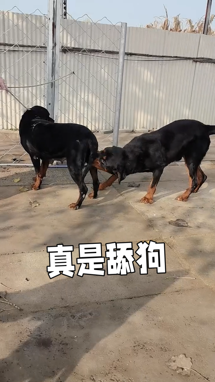 这狗子真是一只舔狗啊!