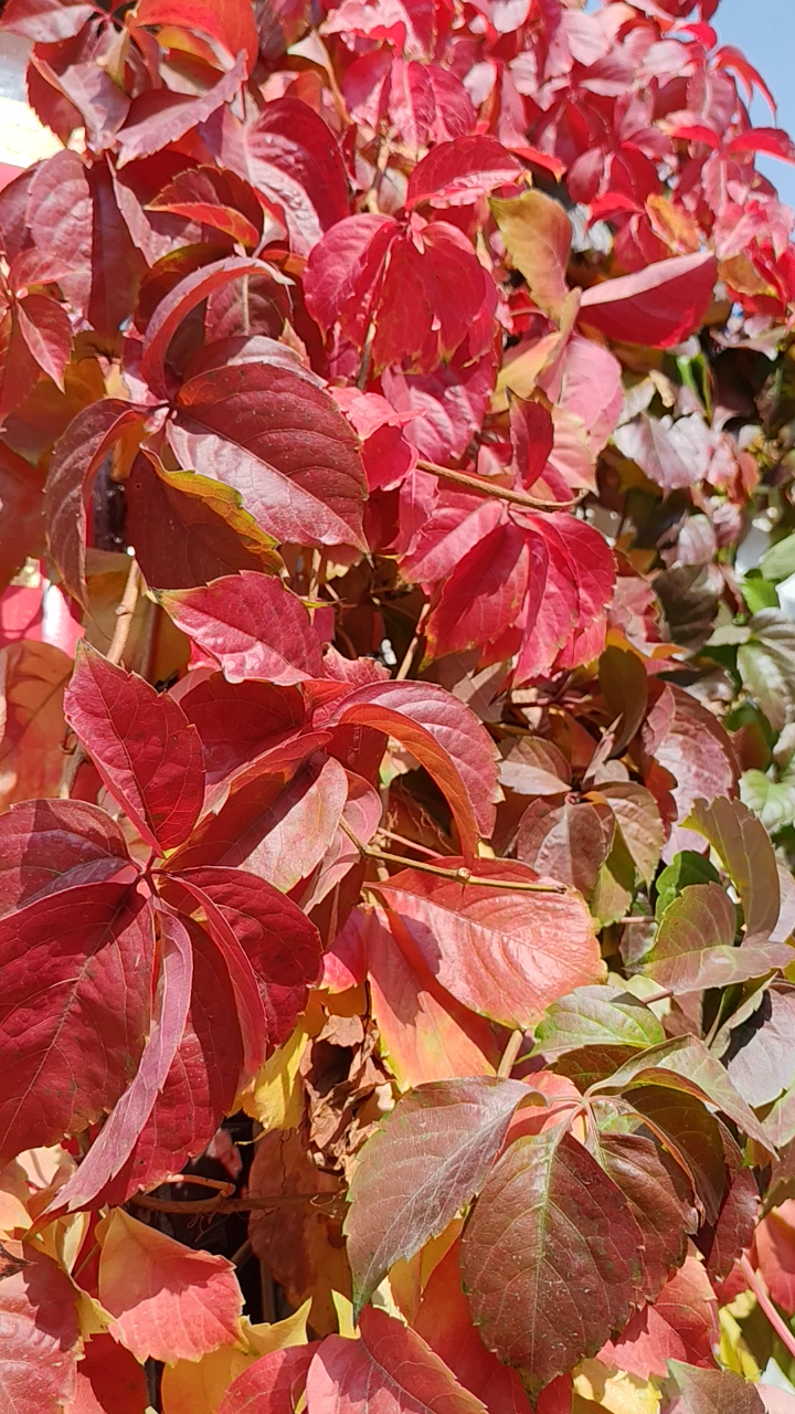 爬山虎会开花吗图片