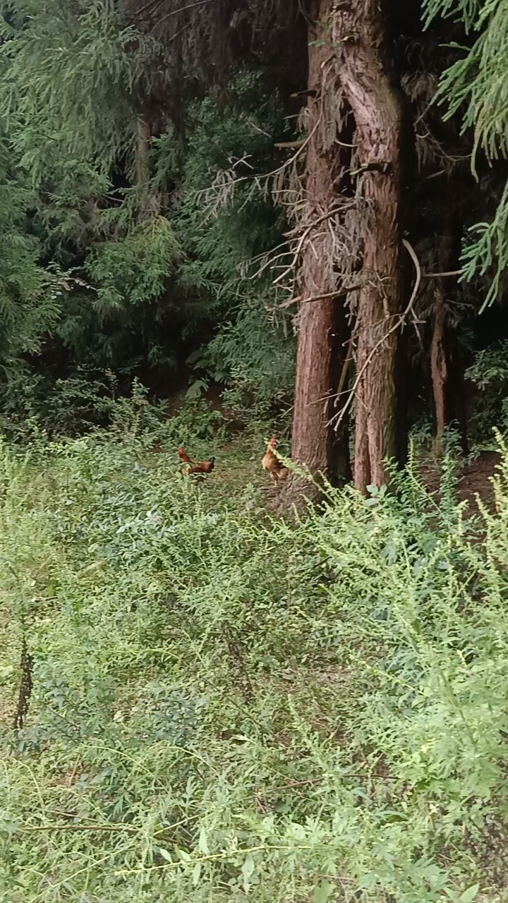 大山里粗粮喂养的跑山鸡