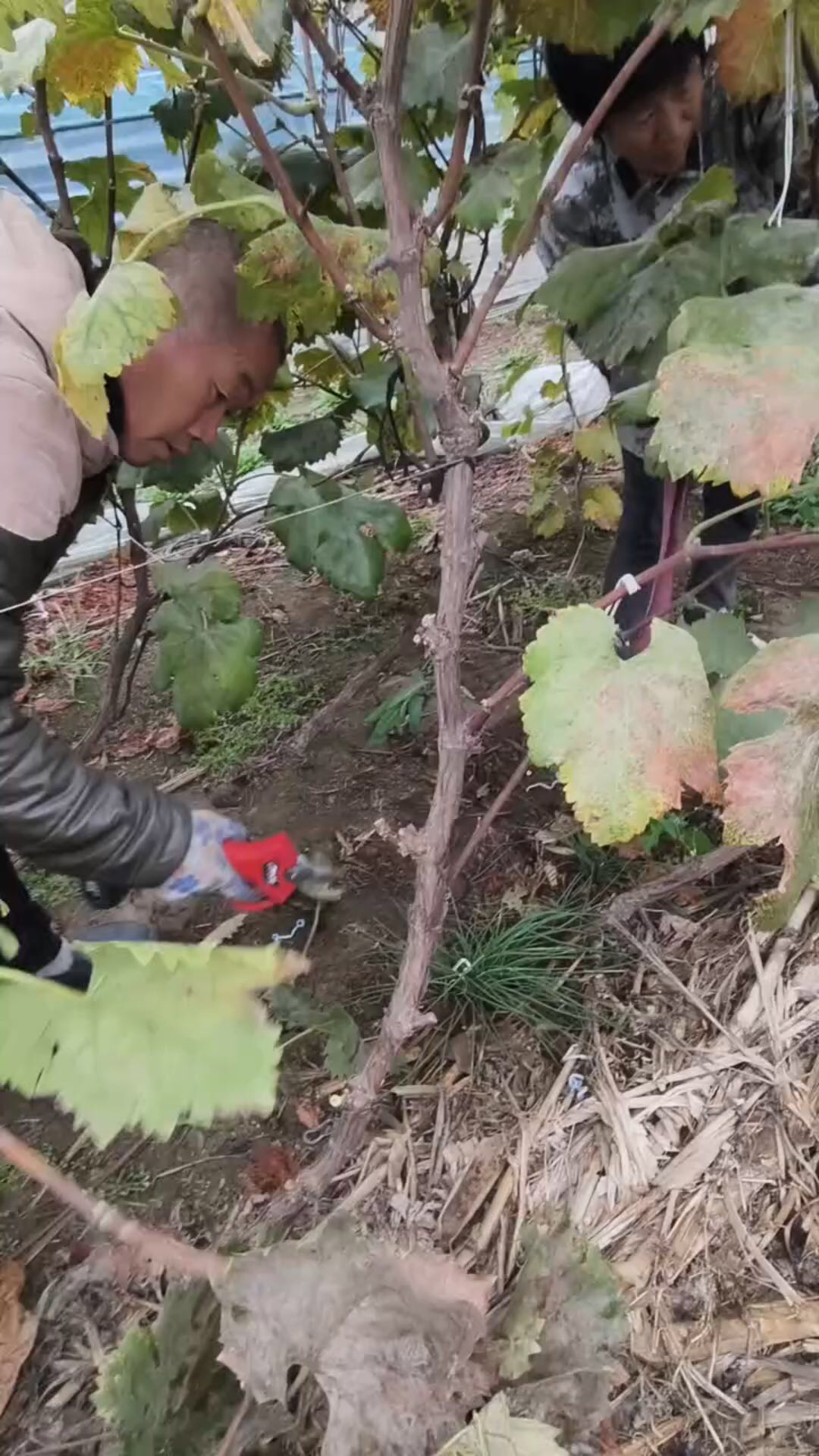 克伦生葡萄花穗修剪图片