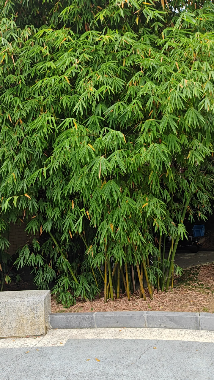 竹子成林绿化了公园