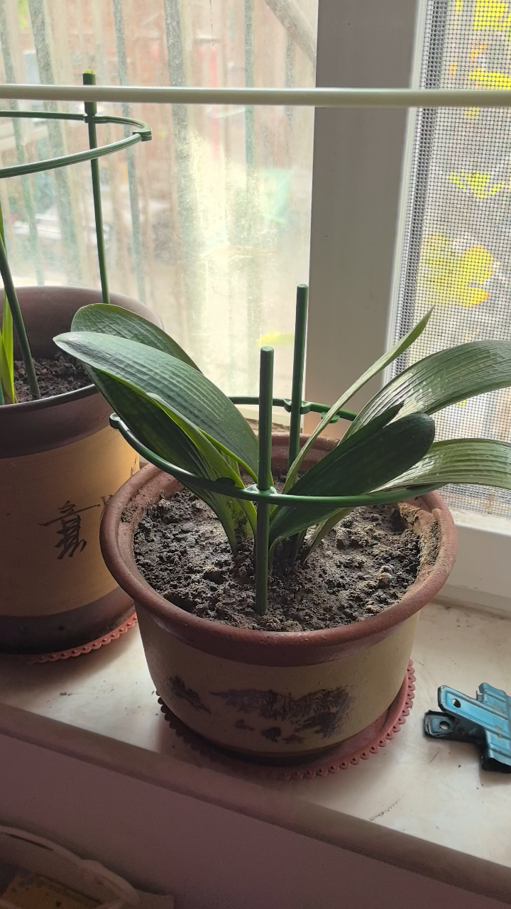 家里的白菊花又长花骨朵了