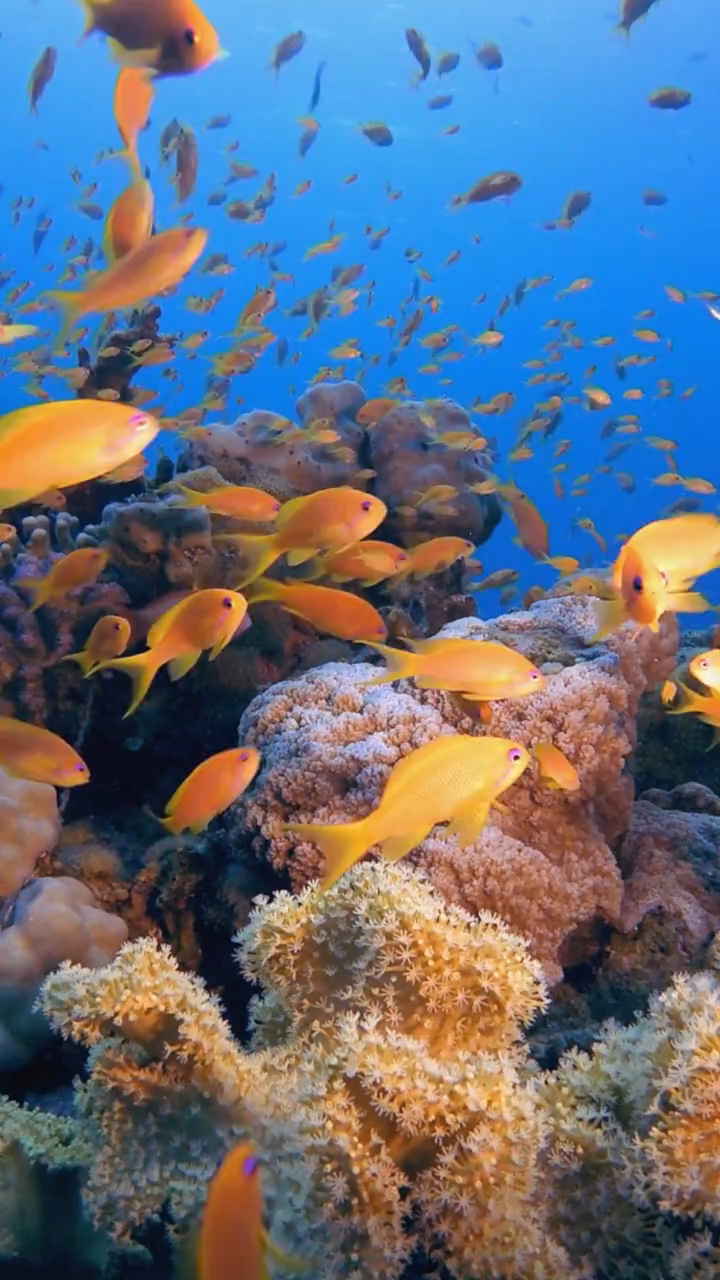 海洋生物海底生物