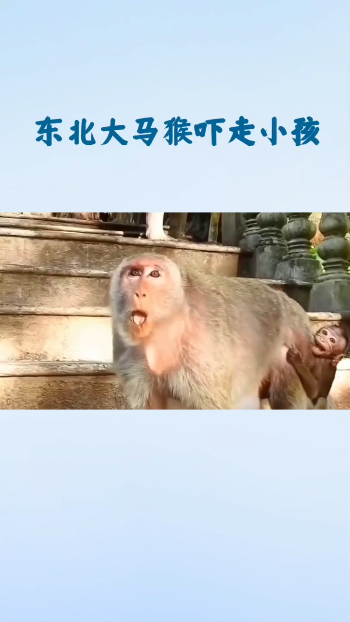 东北大马猴吓小孩