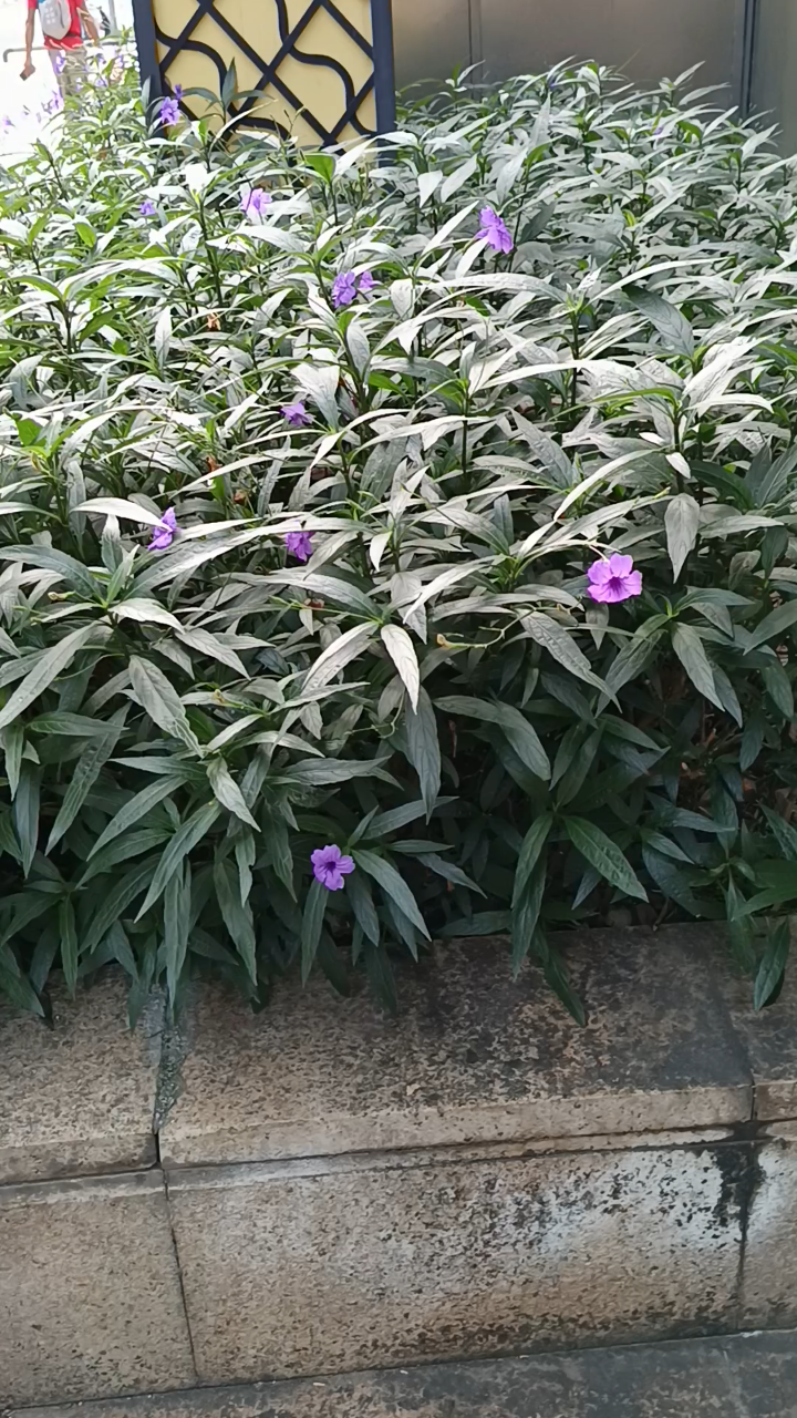 路边的向日小紫花