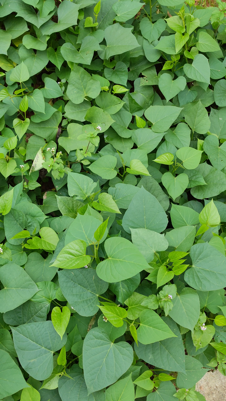 萌虫共餐,红薯藤下的生态奇趣