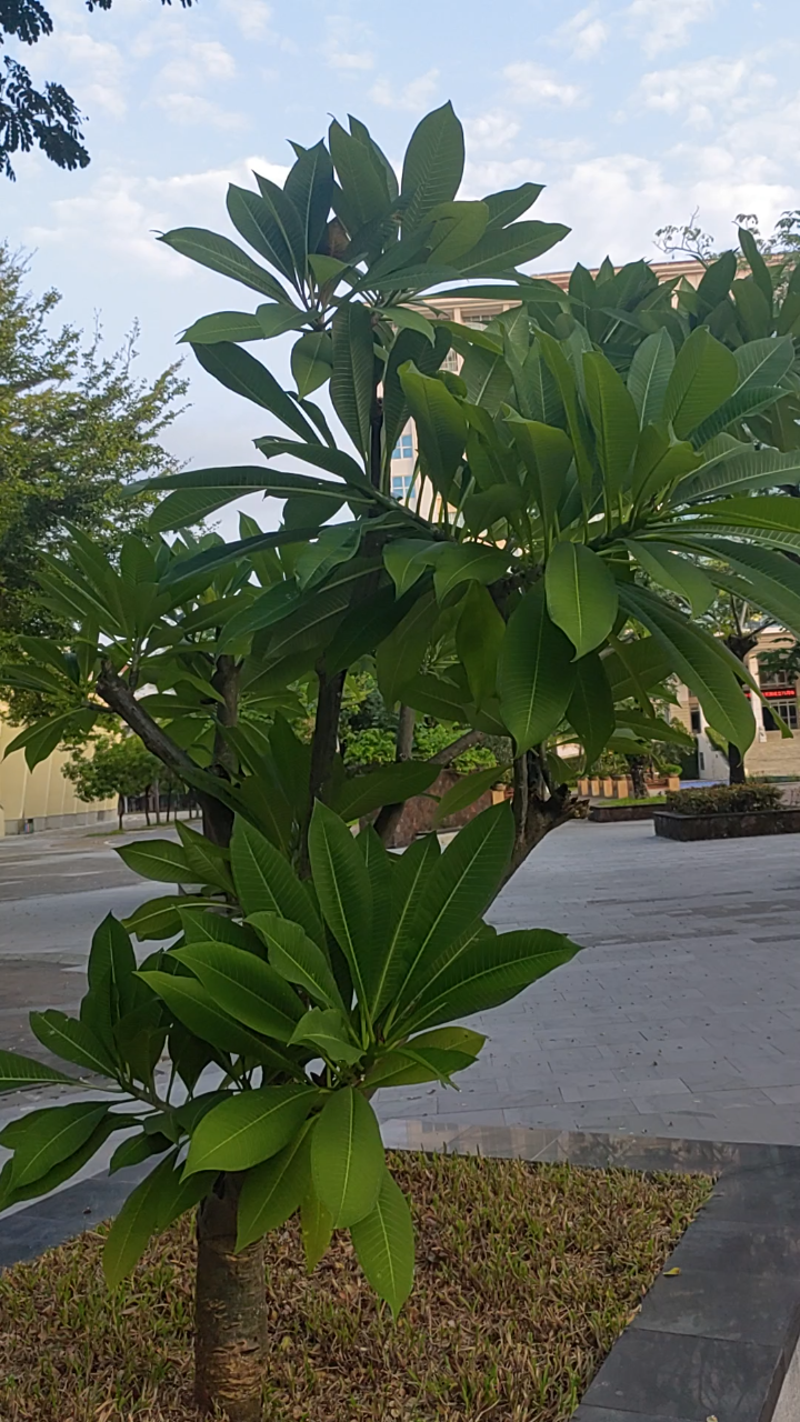 海南热带植物之二