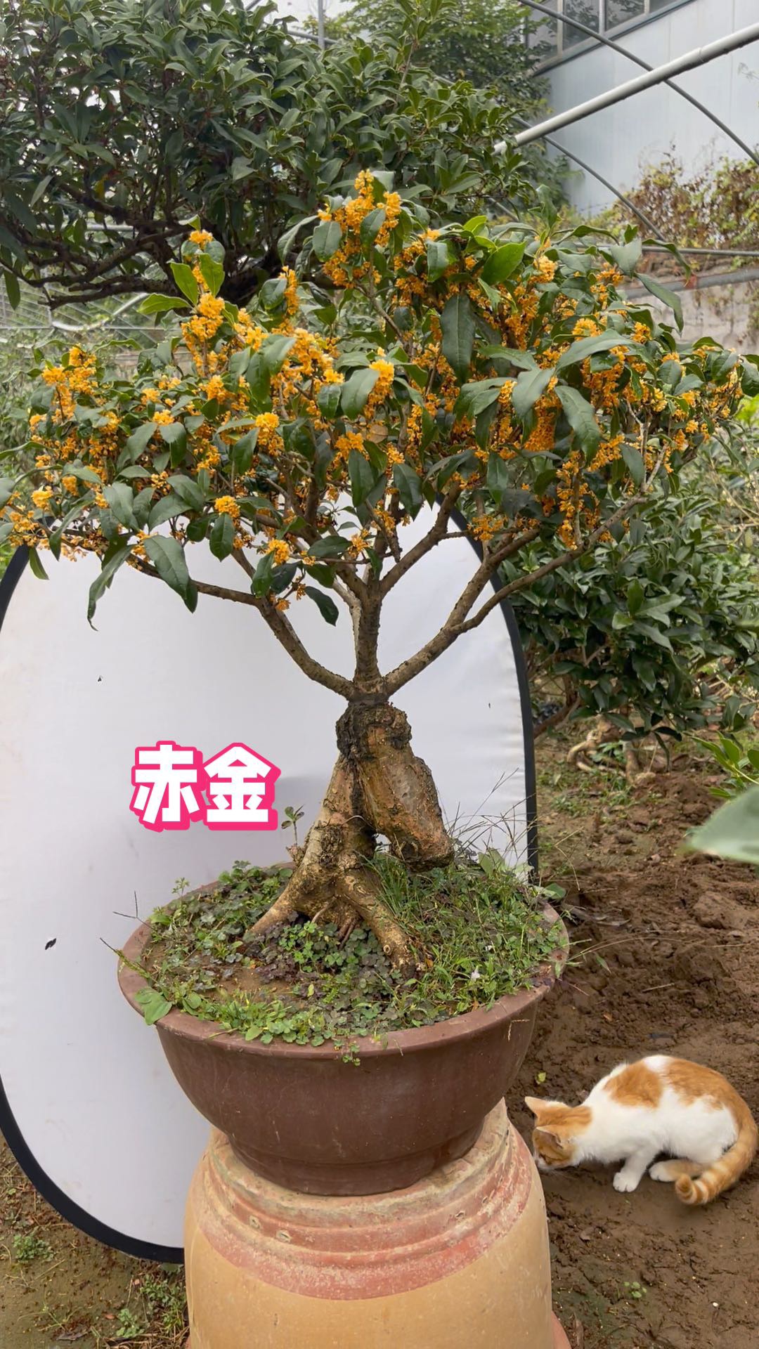 赤金散植物图片