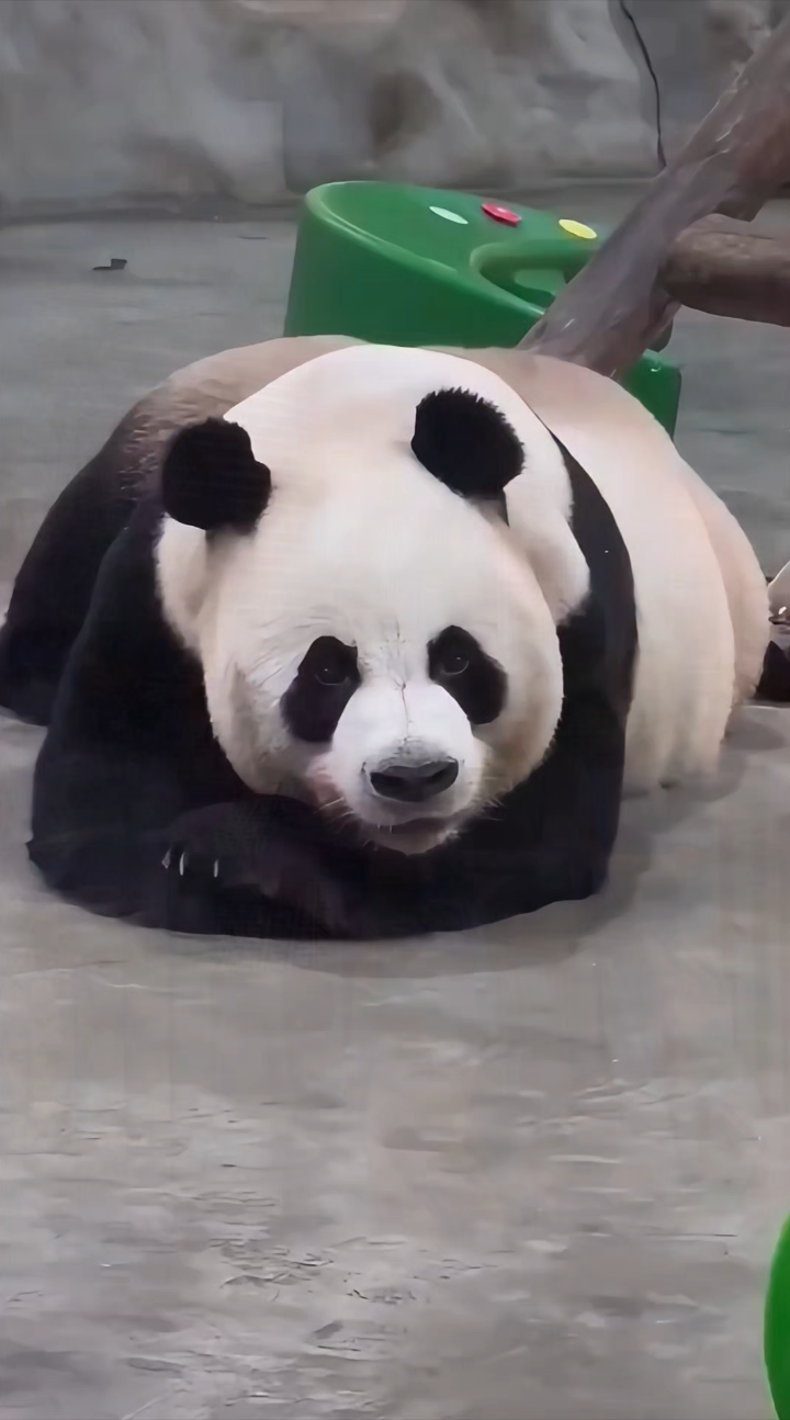 熊宝宝熊性十足萌萌哒