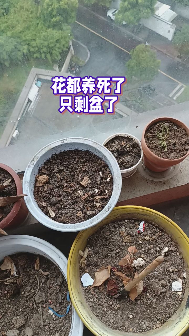 有没有和我一样的,花死了只剩下土和盆