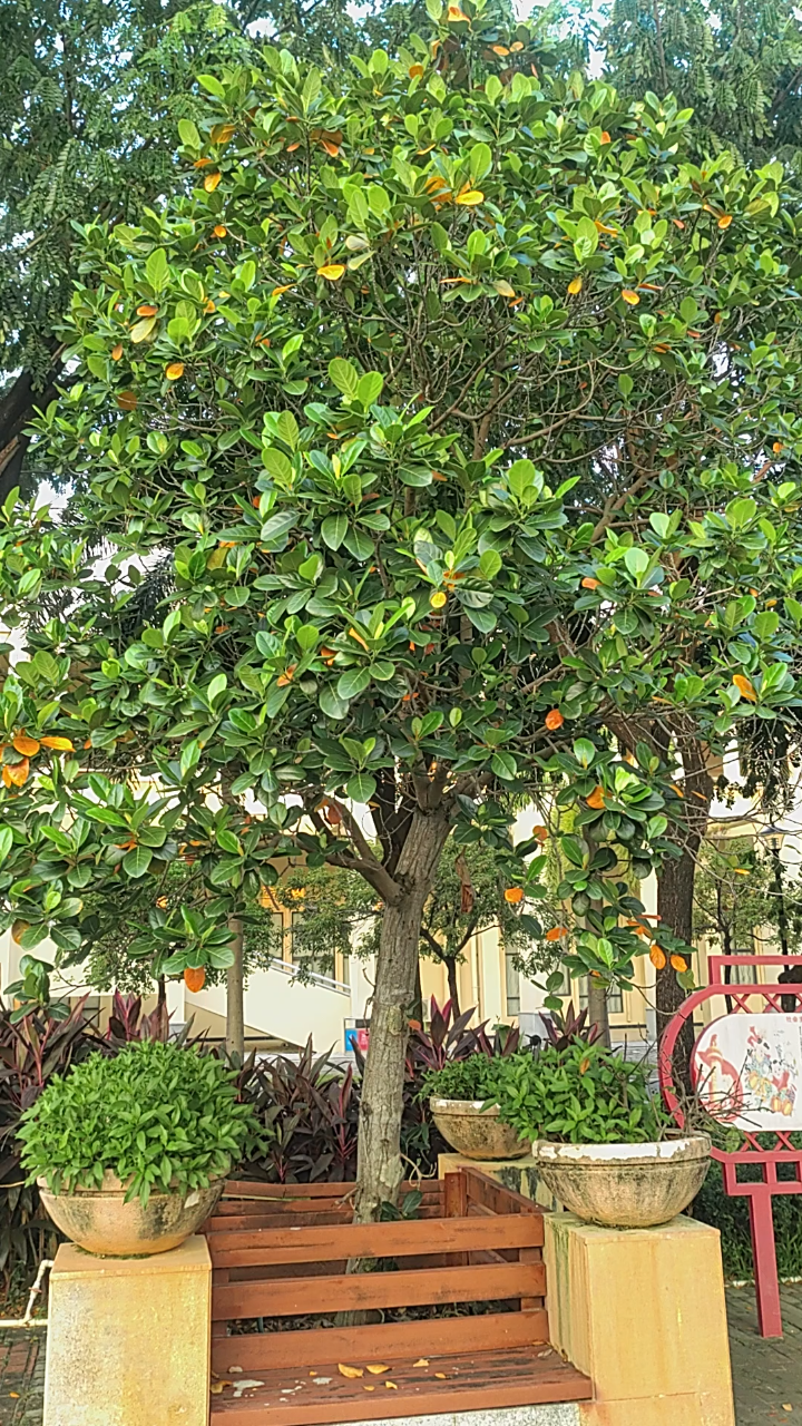 海南植物大全及名称图片