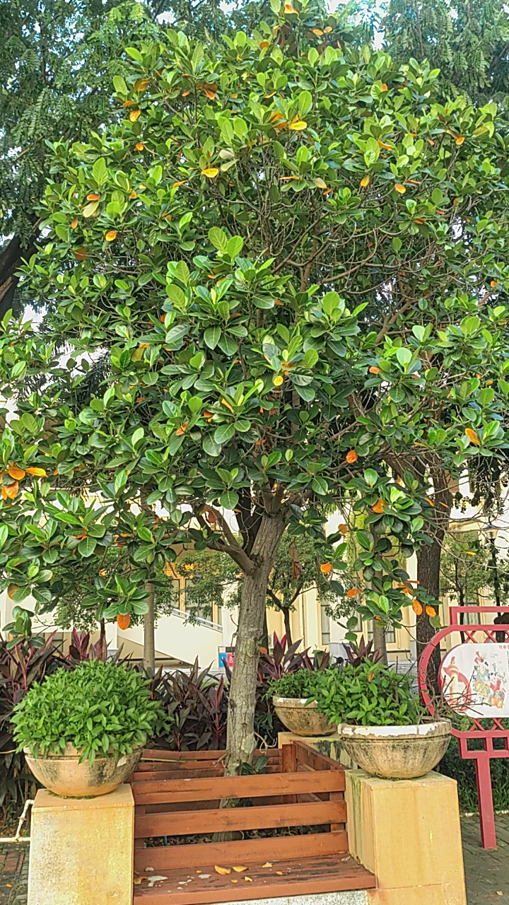 海南热带植物榴莲蜜
