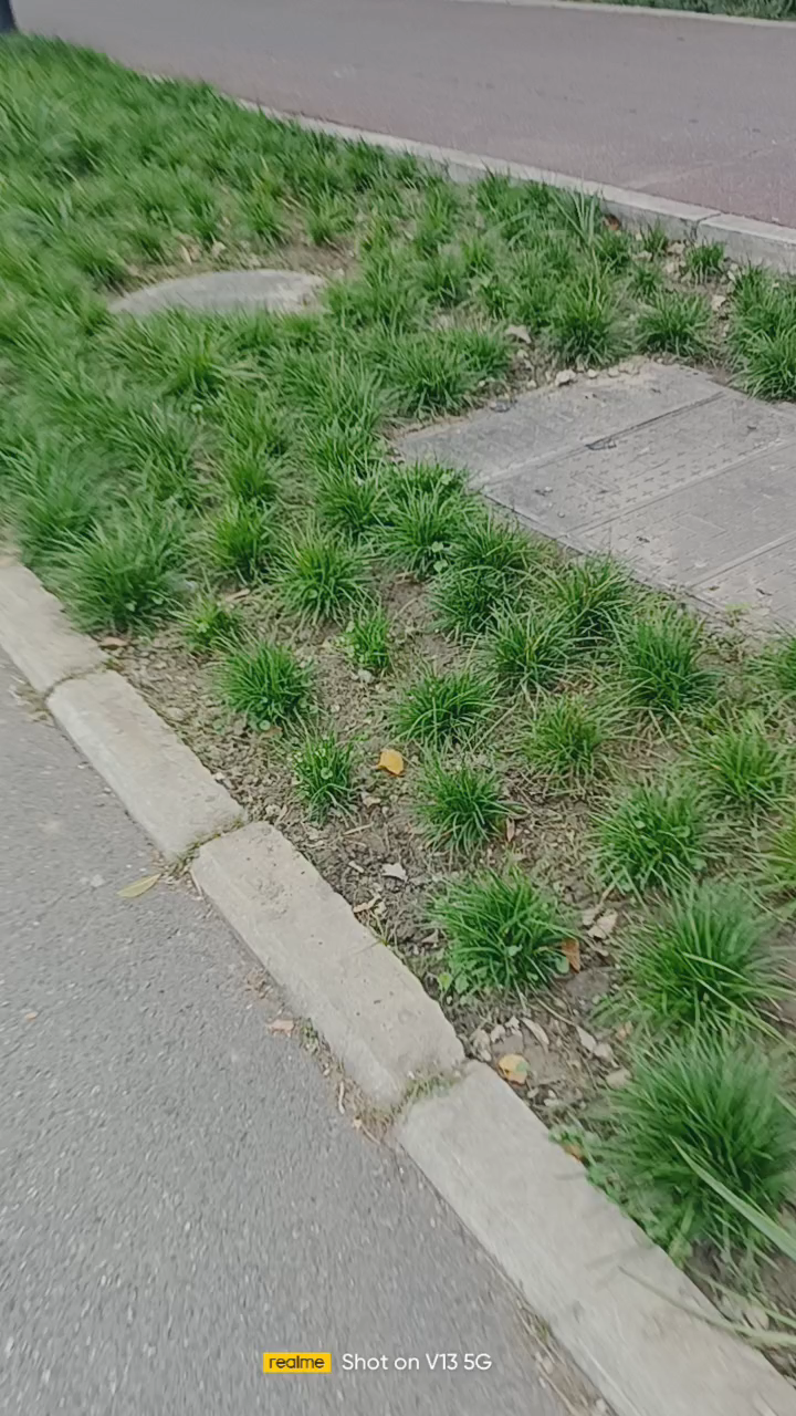 三环路路边的小草