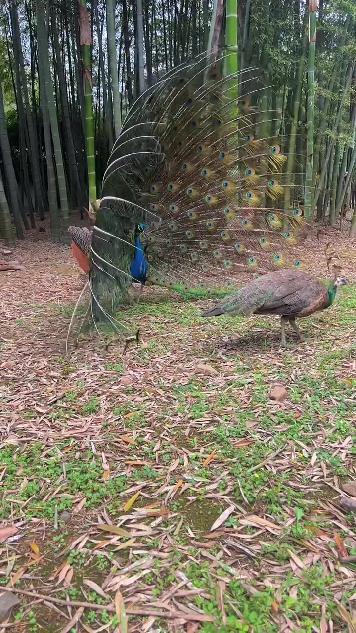 蓝孔雀真实图片