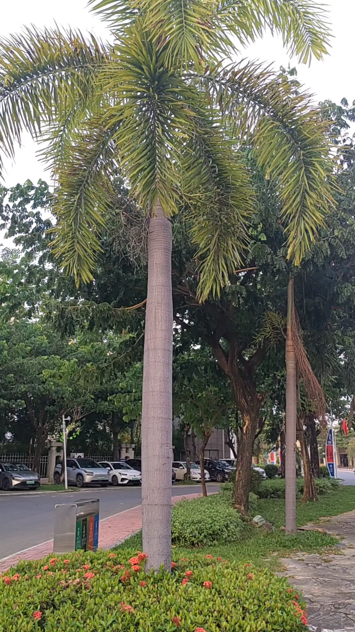 海南植物大全及名称图片