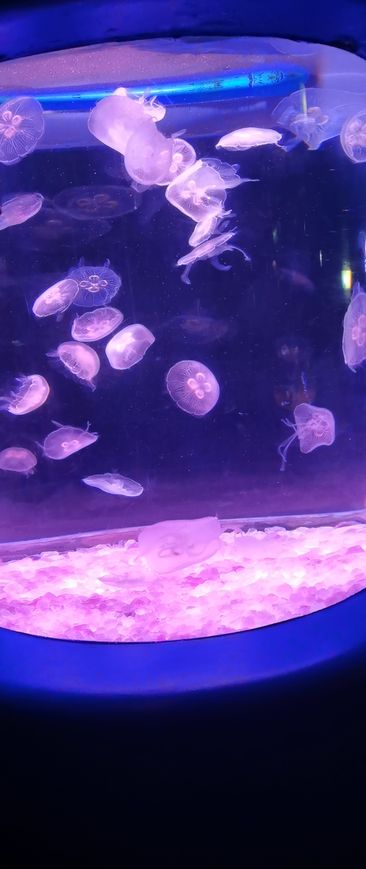 五颜六色的水母,真漂亮