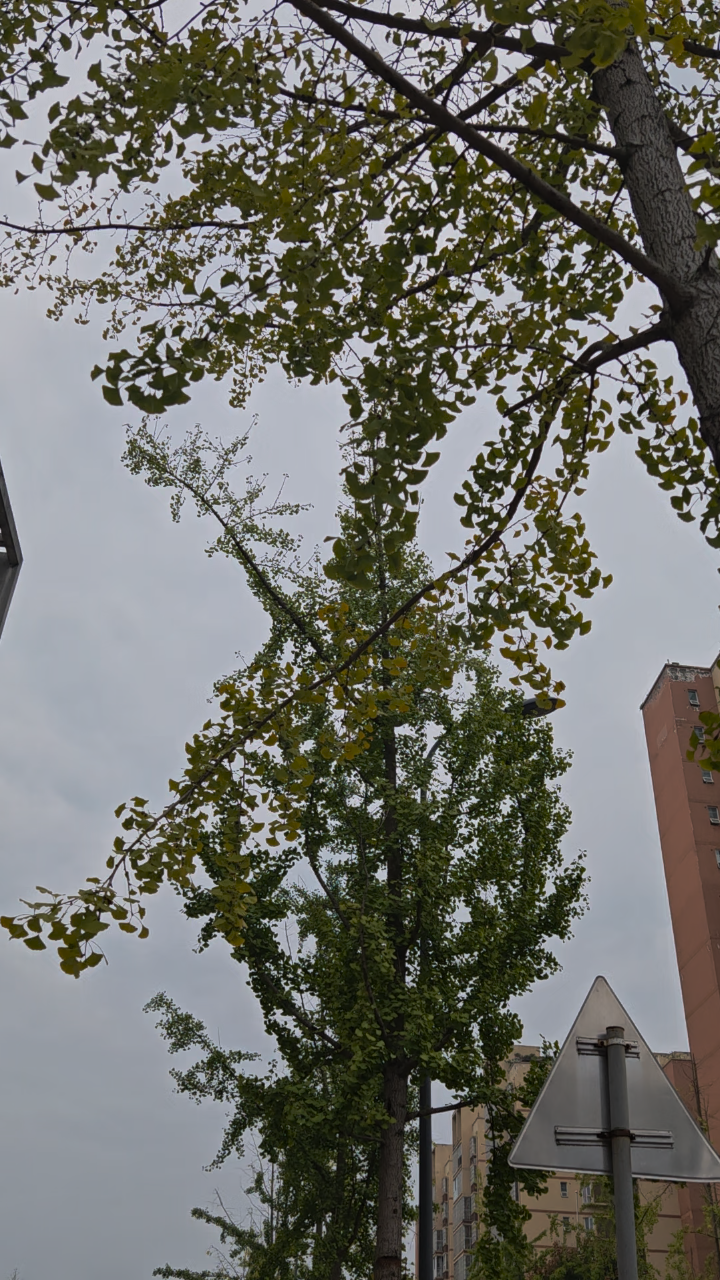 秋天大街上的银杏树