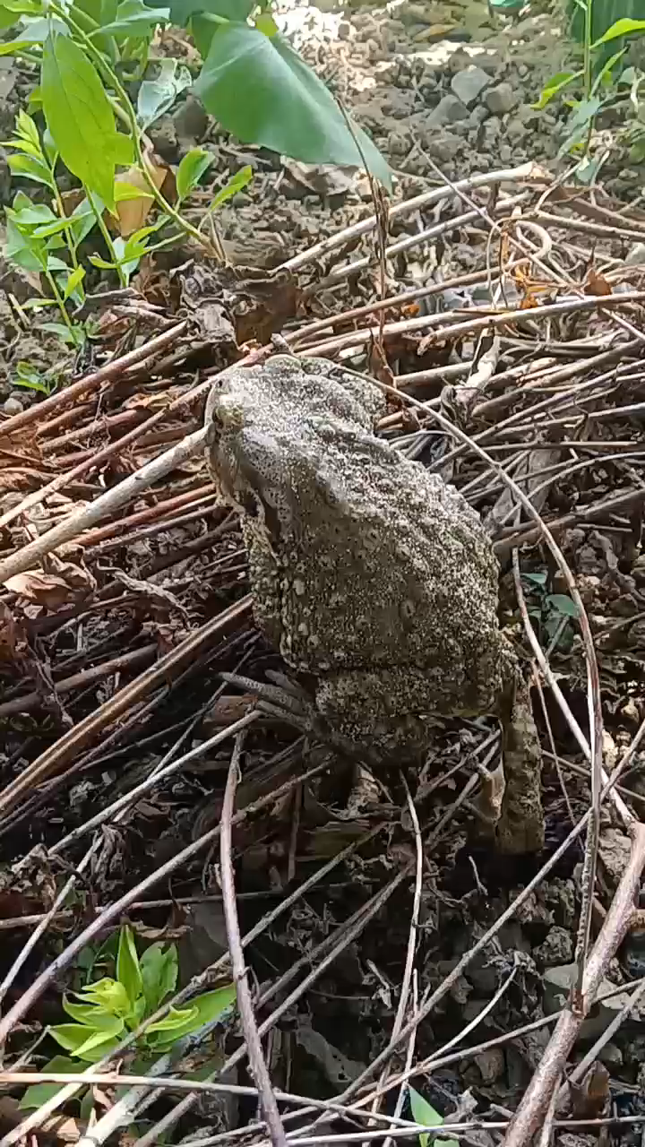 青草池塘处处蛙,还有一个大嘴巴