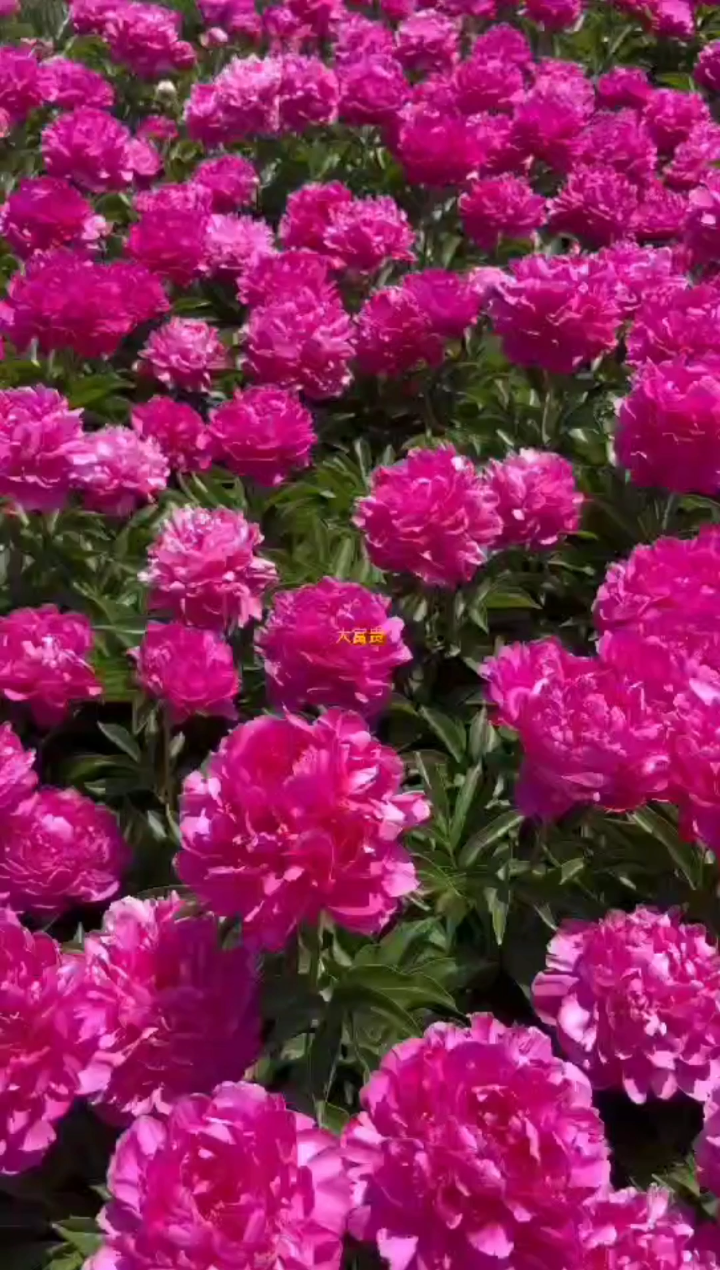 花有百日红美丽动人